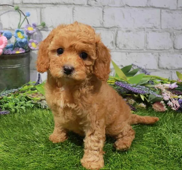 Female Cavapoo puppy named Gouda for sale at Waggles Dayton.