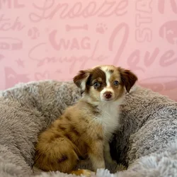Female Mini Aussie puppy named Dilly Bar for sale at Waggles Dayton.