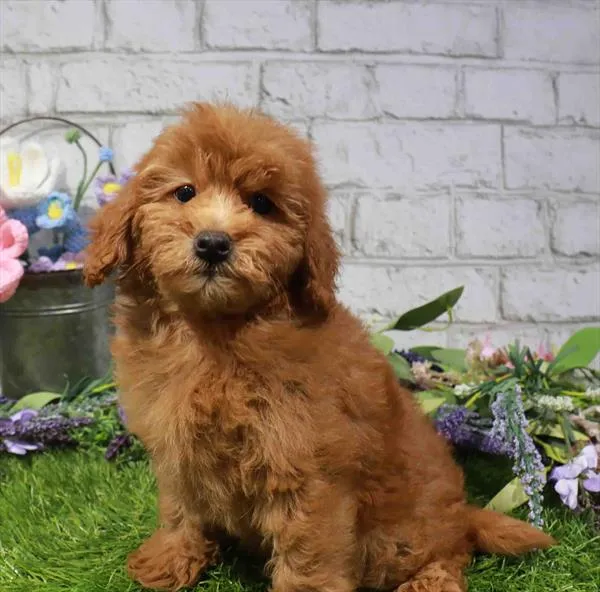 Female 2Nd Gen Mini Goldendoodle puppy named Lolly for sale at Waggles Dayton.