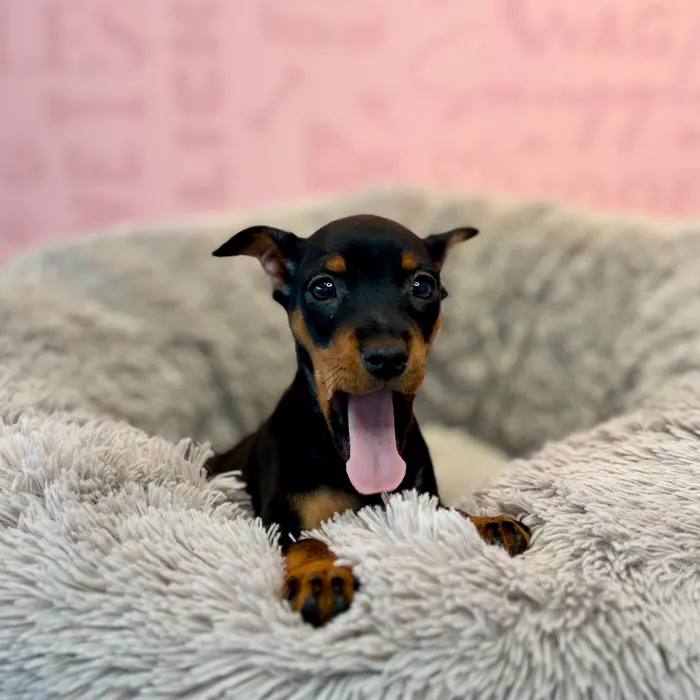 Female Min Pin puppy named Blue for sale at Waggles Dayton.