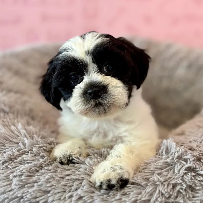 Female Teddy Bear puppy named Toddy for sale at Waggles Dayton.