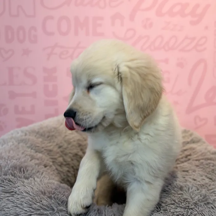 Female Golden Retriever puppy named Feta for sale at Waggles Dayton.