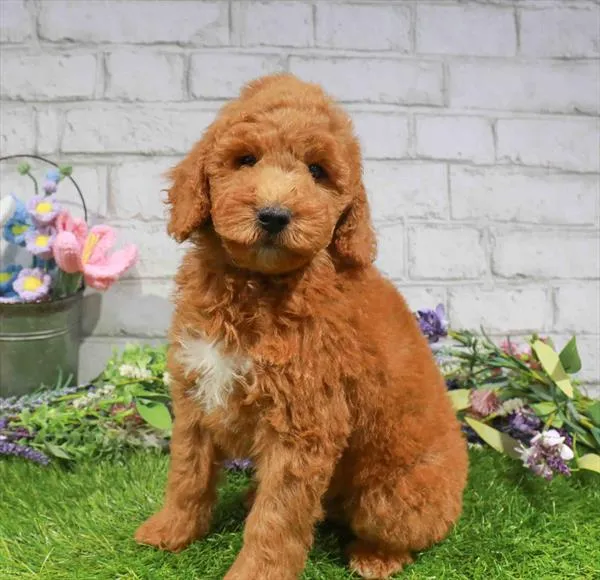 Male 2Nd Gen Mini Goldendoodle puppy named Hairy Truman for sale at Waggles Dayton.
