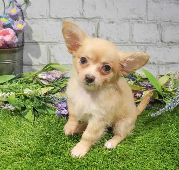 Female Chihuahua puppy for sale at Waggles Dayton.