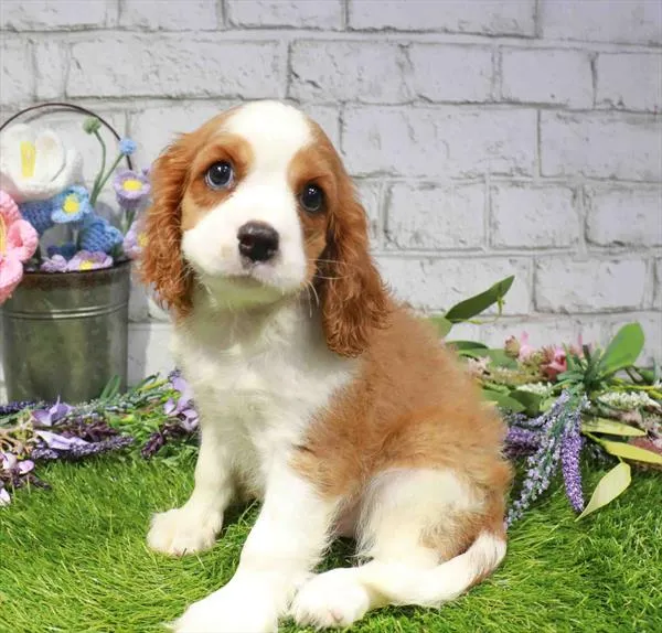 Male Cavalier King Charles Spaniel puppy named Henry for sale at Waggles Dayton.
