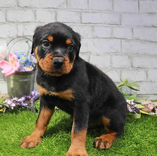Male Rottweiler puppy for sale at Waggles Dayton.