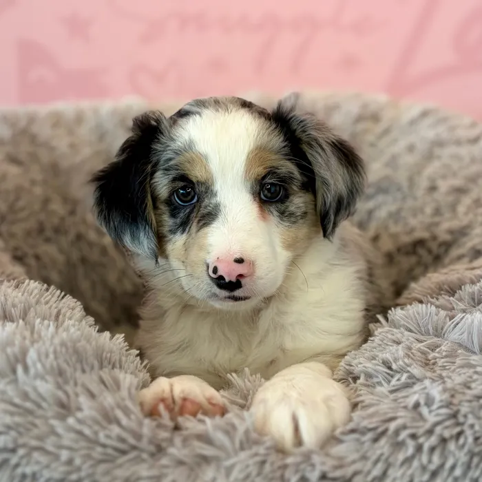 Male Mini Aussie puppy named Revere for sale at Waggles Dayton.