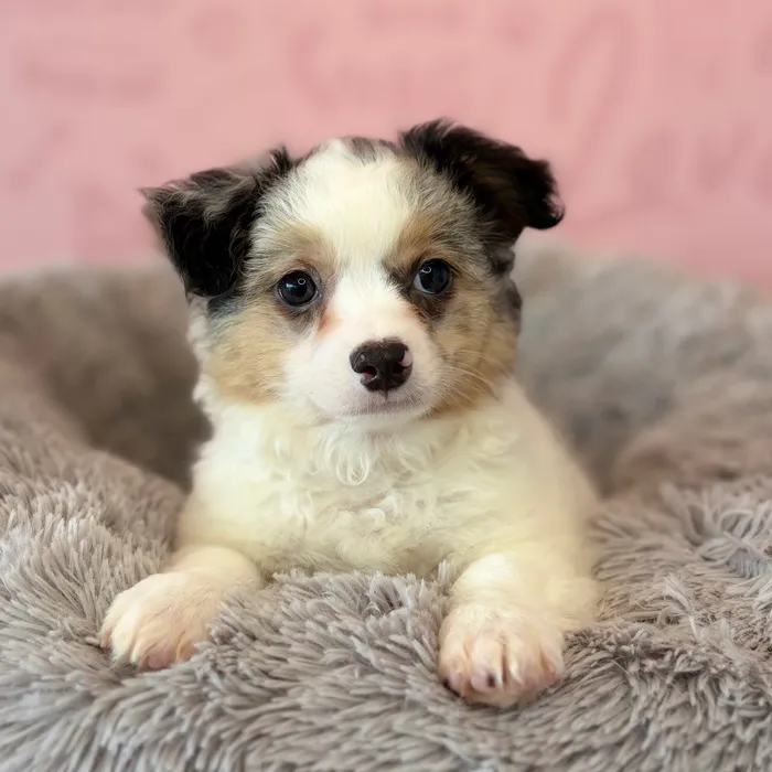 Male Chihuahua puppy named Kennedy for sale at Waggles Dayton.