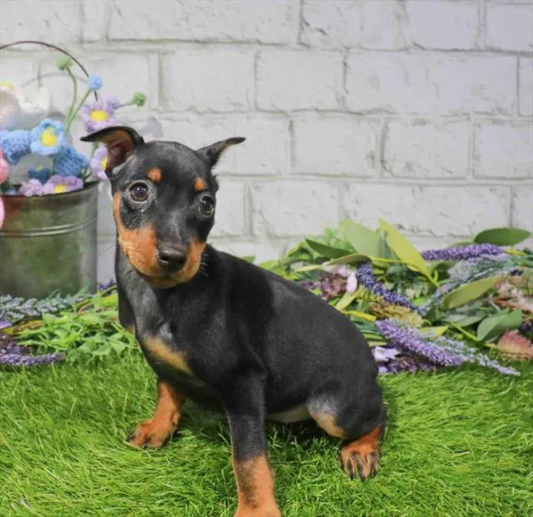 Female Min Pin puppy named Havarti for sale at Waggles Dayton.