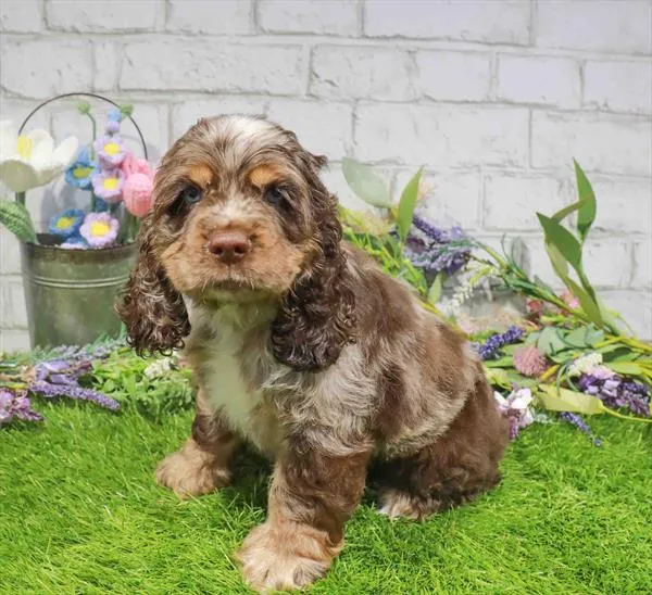Male Cocker Spaniel puppy named Kiwi for sale at Waggles Dayton.