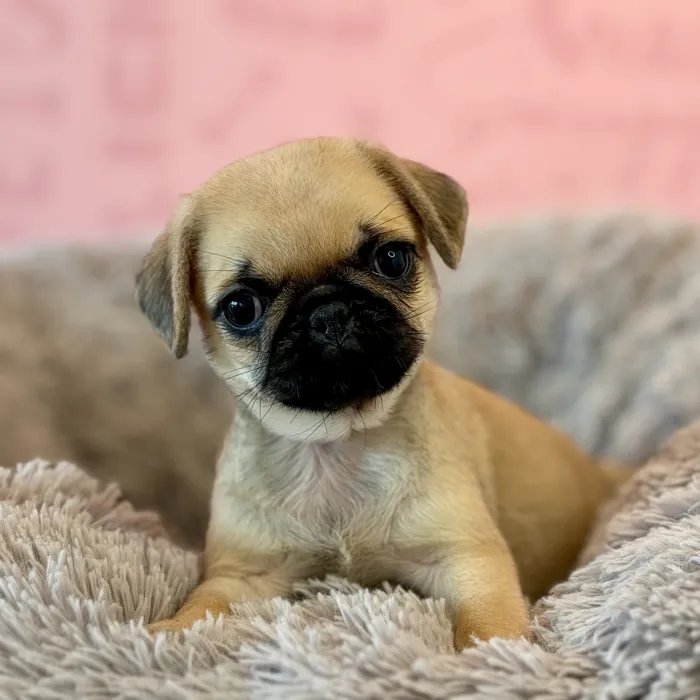Female Pug puppy named Polly for sale at Waggles Dayton.