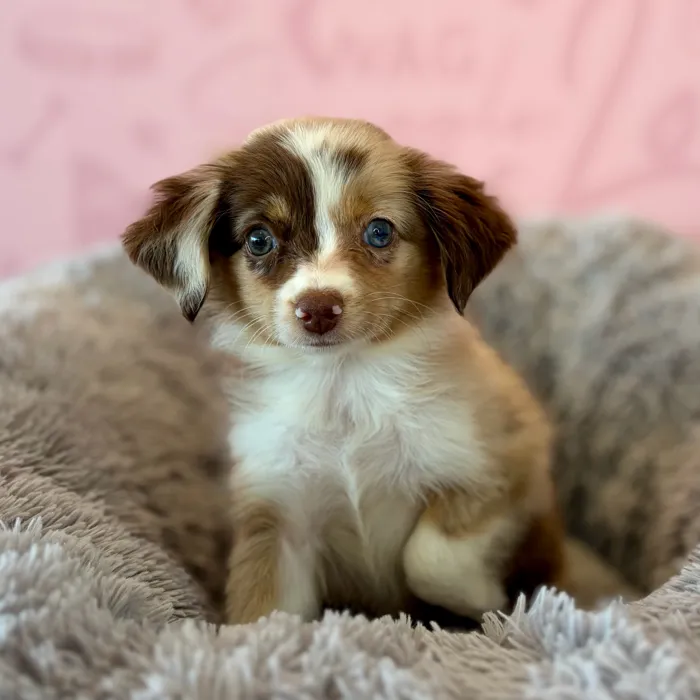 Female Mini Aussie puppy named Dilly Bar for sale at Waggles Dayton.
