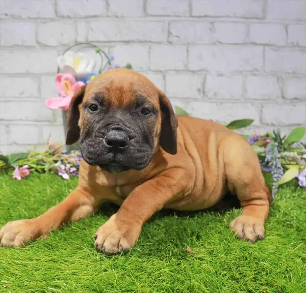 Female Bullmastiff puppy named Nana for sale at Waggles Dayton.