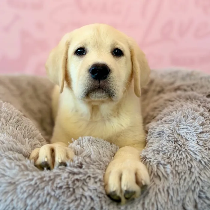 Male Labrador Retriever puppy named Clifford for sale at Waggles Dayton.
