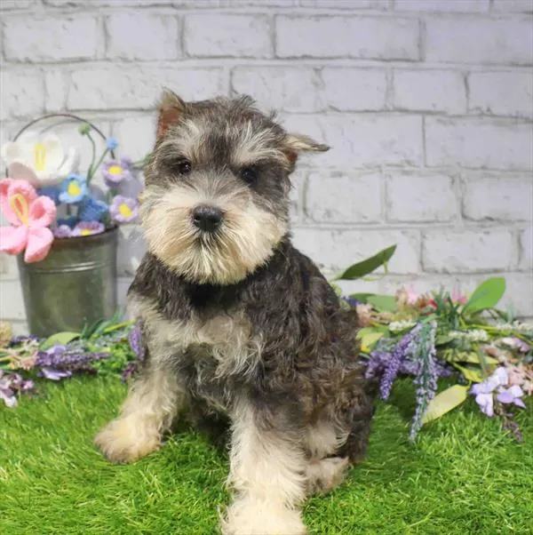 Female Mini Schnauzer puppy named Mabel for sale at Waggles Dayton.