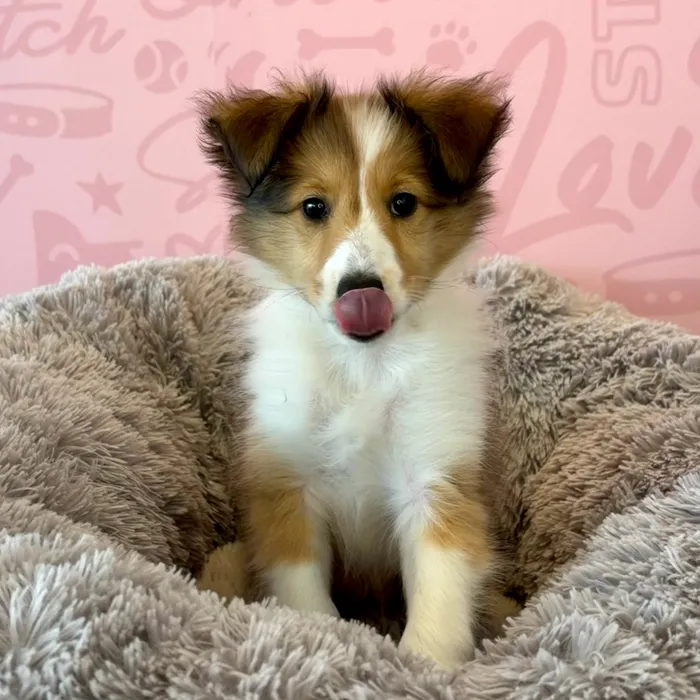 Female Sheltie puppy named Cherry for sale at Waggles Dayton.