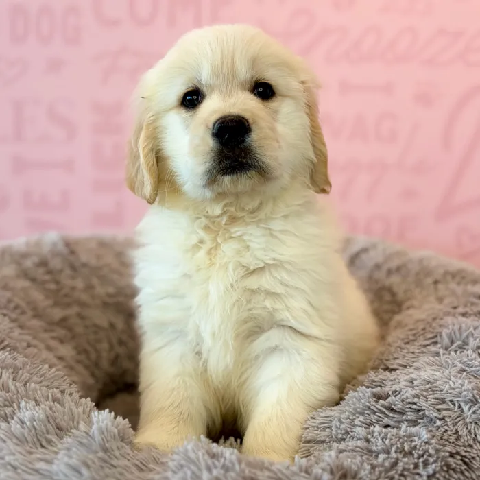 Female Golden Retriever puppy named Marley for sale at Waggles Dayton.