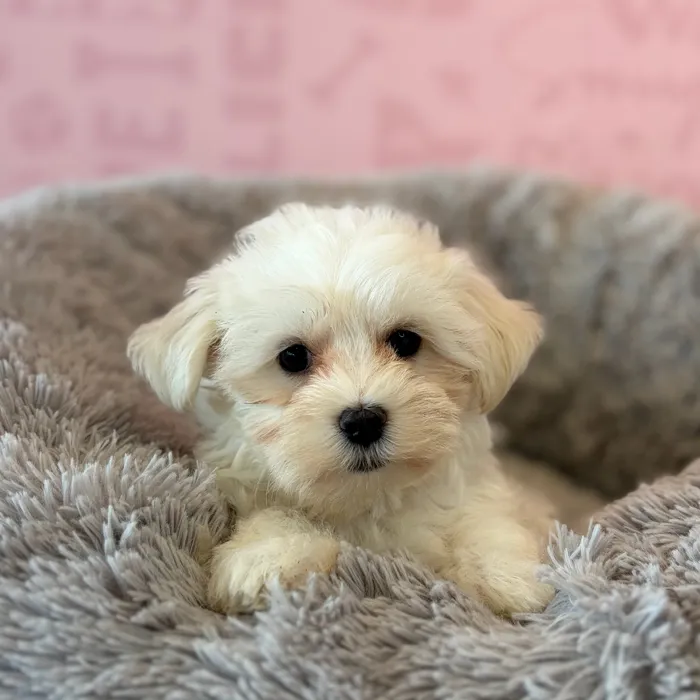 Male Maltese puppy named Scotty for sale at Waggles Dayton.