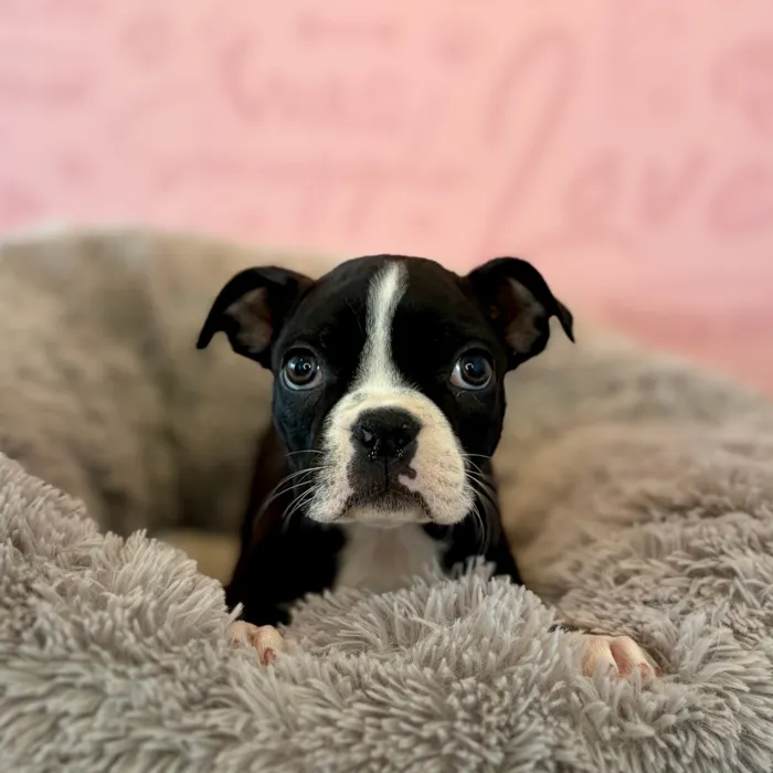 Male Boston Terrier puppy named Neapolitan for sale at Waggles Dayton.