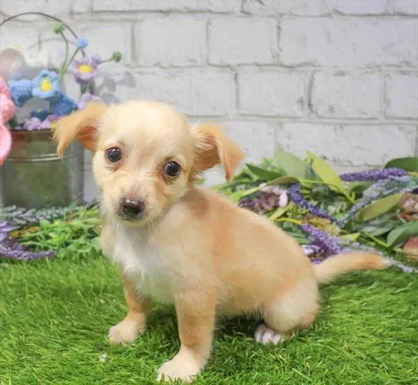 Female Chihuahua puppy named Ricotta for sale at Waggles Dayton.