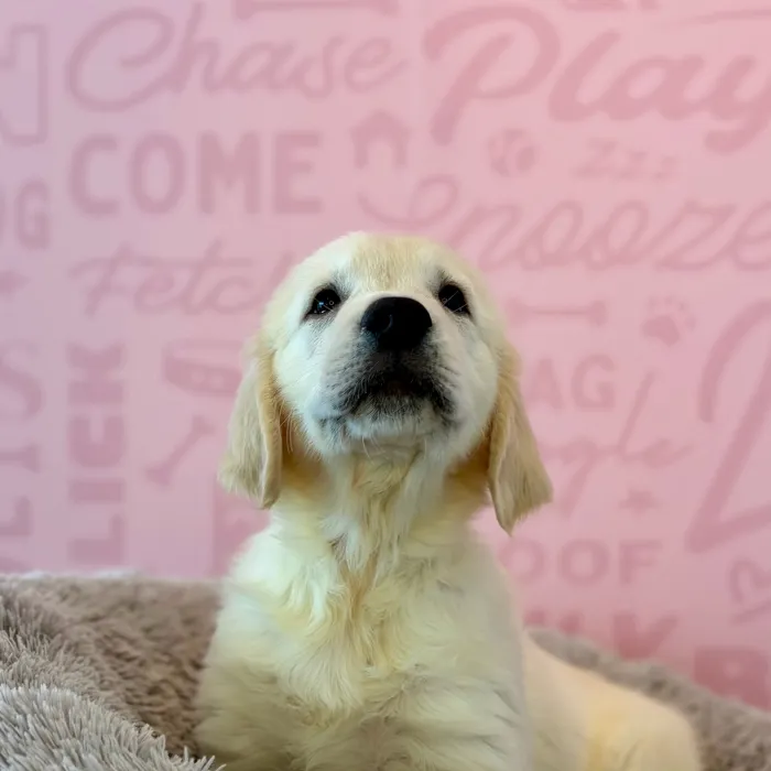 Male Golden Retriever puppy named Guinness for sale at Waggles Dayton.