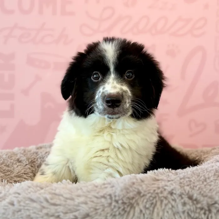 Female Border Collie-Australian Shepherd puppy named Fudge for sale at Waggles Dayton.