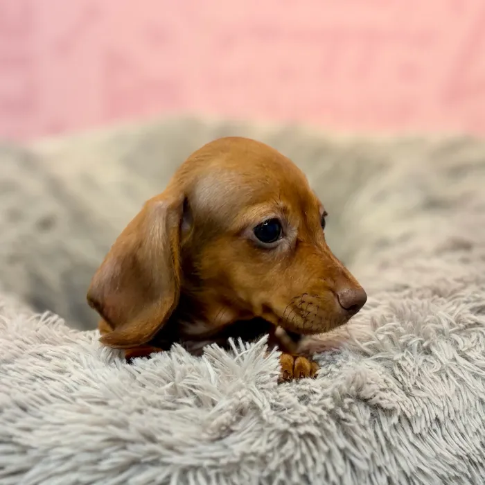Female Dachshund puppy named Brie for sale at Waggles Dayton.