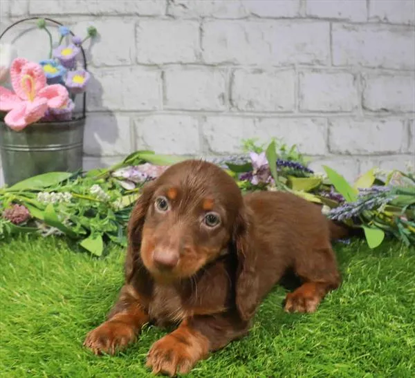 Male Dachshund puppy for sale at Waggles Dayton.