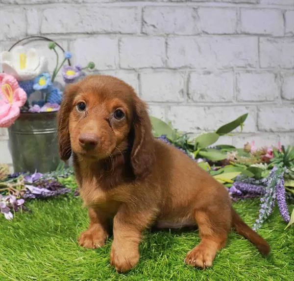 Male Dachshund puppy named Gonzo for sale at Waggles Dayton.