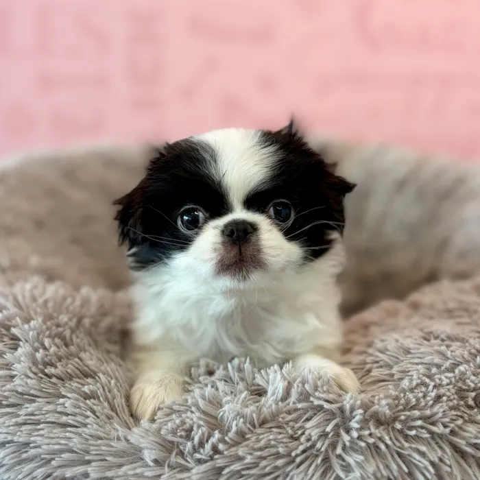 Female Japanese Chin puppy named Poppi for sale at Waggles Dayton.