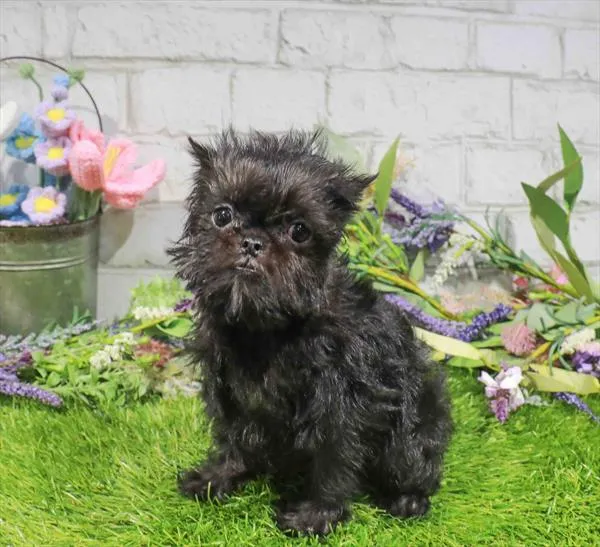 Male Brussels Griffon puppy named Private Snuggle Paws for sale at Waggles Dayton.