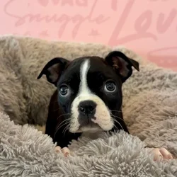 Male Boston Terrier puppy named Neapolitan for sale at Waggles Dayton.