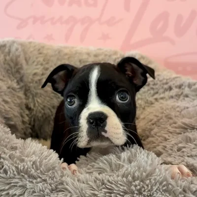 Male Boston Terrier puppy named Neapolitan for sale at Waggles Dayton.