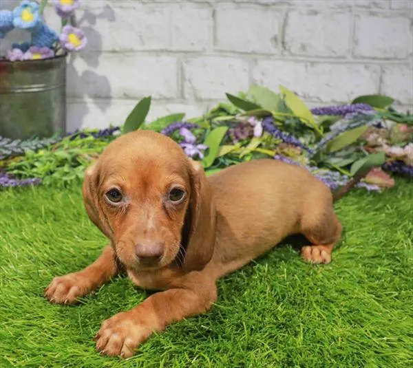 Female Dachshund puppy named Brie for sale at Waggles Dayton.