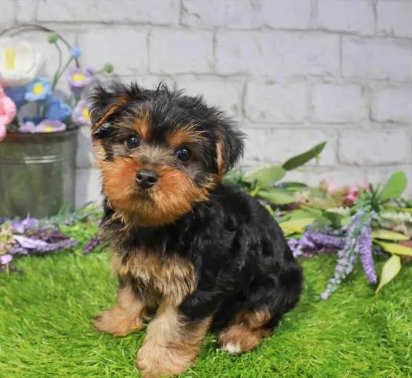 Male Yorkie puppy named Elvis for sale at Waggles Dayton.