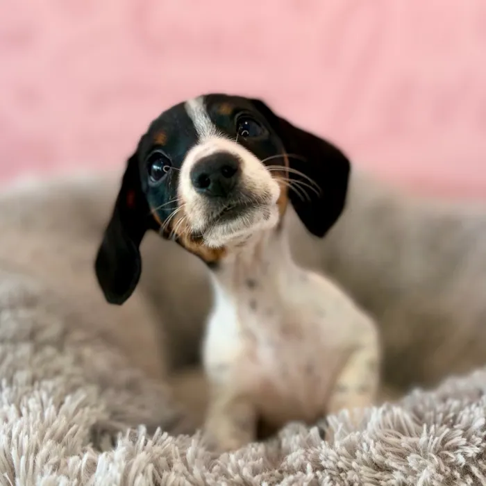 Female Dachshund puppy named Cookies N Cream for sale at Waggles Dayton.