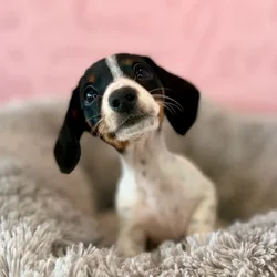 Female Dachshund puppy named Cookies N Cream for sale at Waggles Dayton.