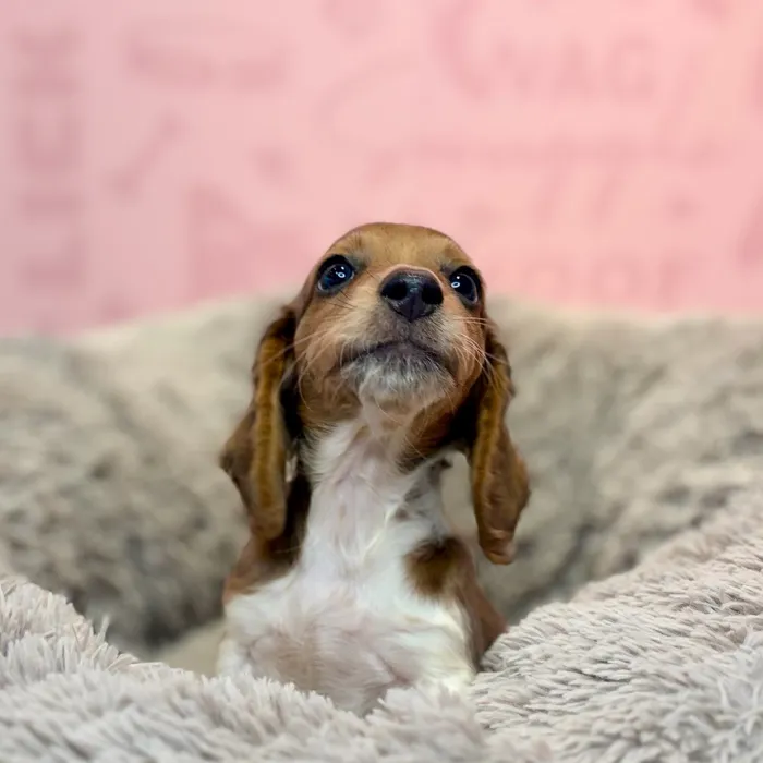 Male Dachshund puppy named Cheddar for sale at Waggles Dayton.