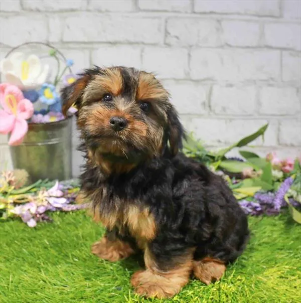 Male Yorkie puppy for sale at Waggles Dayton.