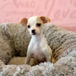 Female Chihuahua puppy named Strawberry for sale at Waggles Dayton.
