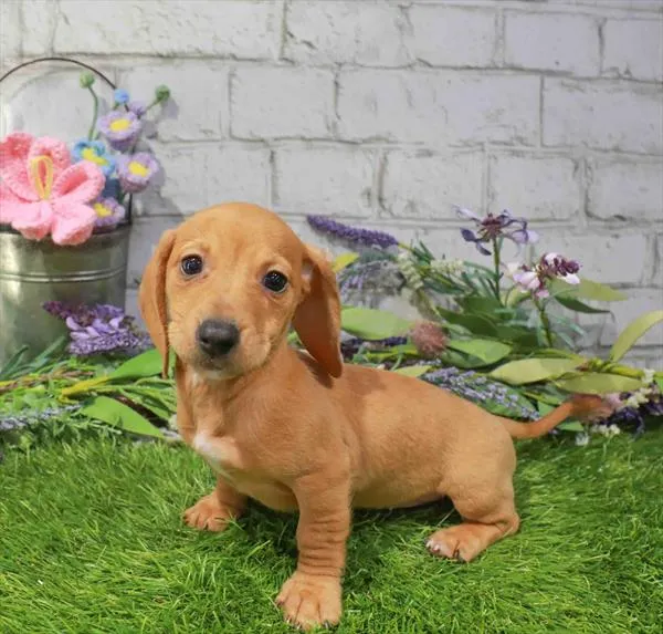 Female Dachshund puppy named Honorable Ms Flops for sale at Waggles Dayton.
