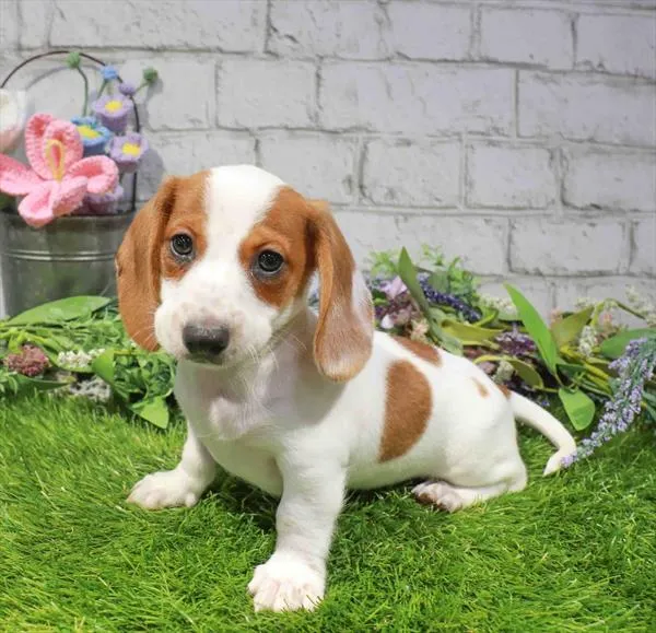 Male Dachshund puppy for sale at Waggles Dayton.