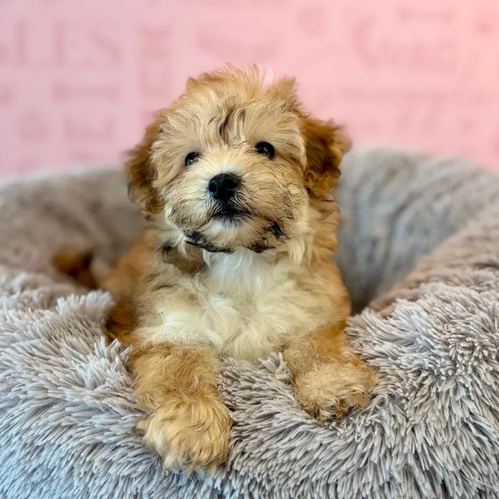 Male Yochon puppy named Drizzy for sale at Waggles Dayton.