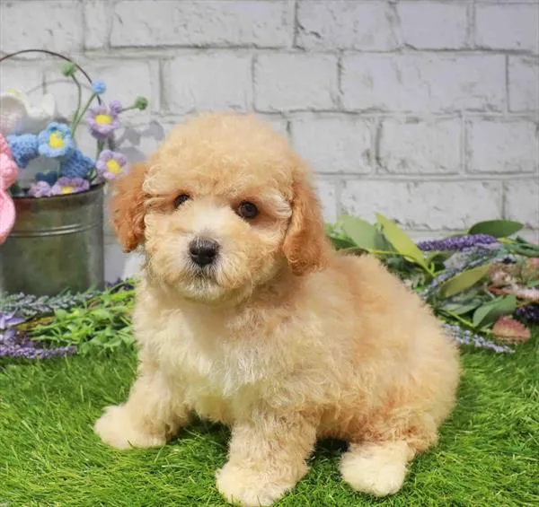 Female Poodle puppy named Swiss for sale at Waggles Dayton.