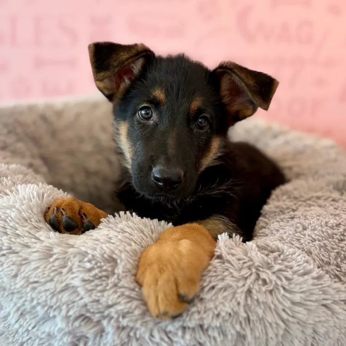 Female German Shepherd puppy named Brown Sugar for sale at Waggles Dayton.