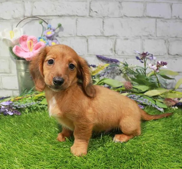 Male Dachshund puppy named Governor Goodboy for sale at Waggles Dayton.
