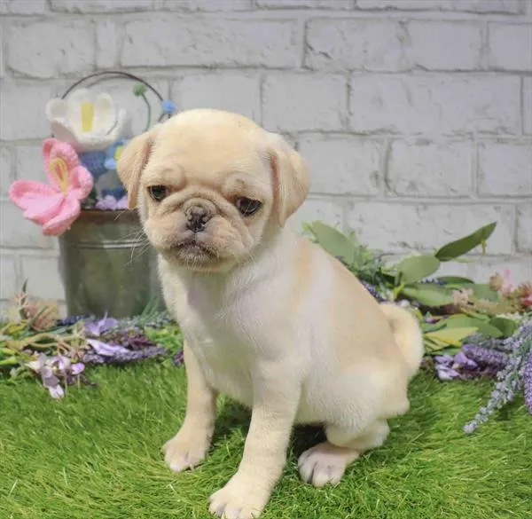 Male Pug puppy named Butters for sale at Waggles Dayton.