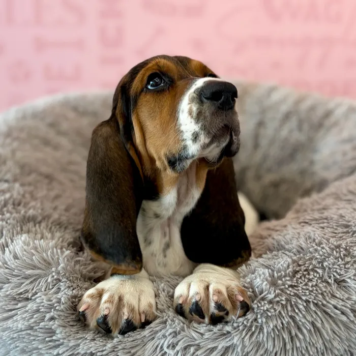 Male Basset Hound puppy named Biscuit for sale at Waggles Dayton.