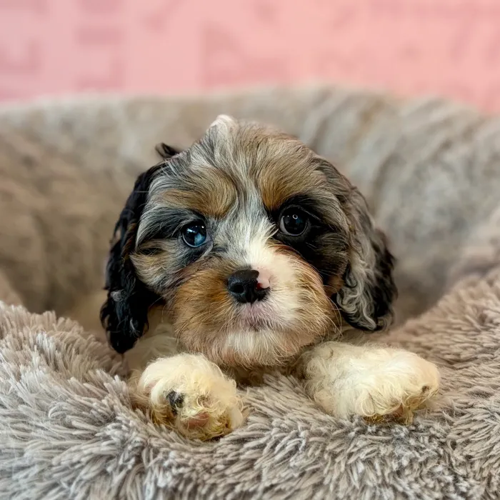 Male Cavapoo puppy named Cobbler for sale at Waggles Dayton.