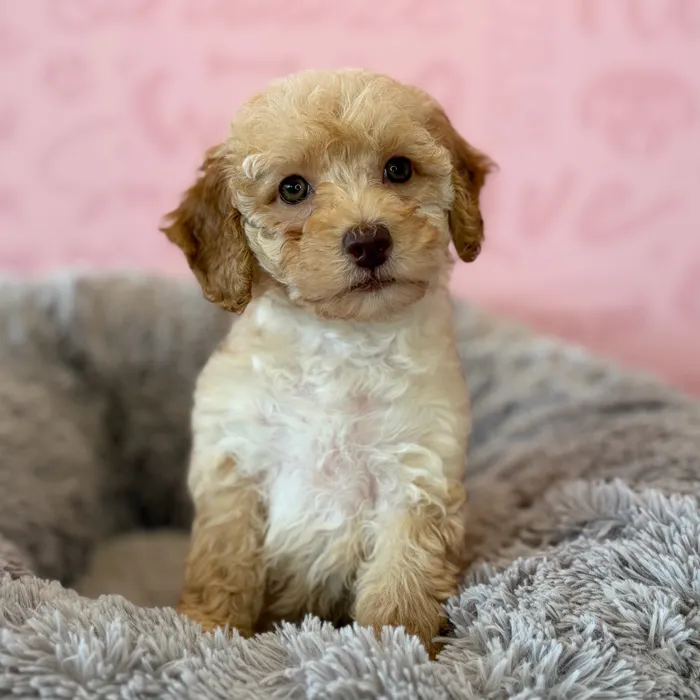Female Poodle puppy named Caramel for sale at Waggles Dayton.